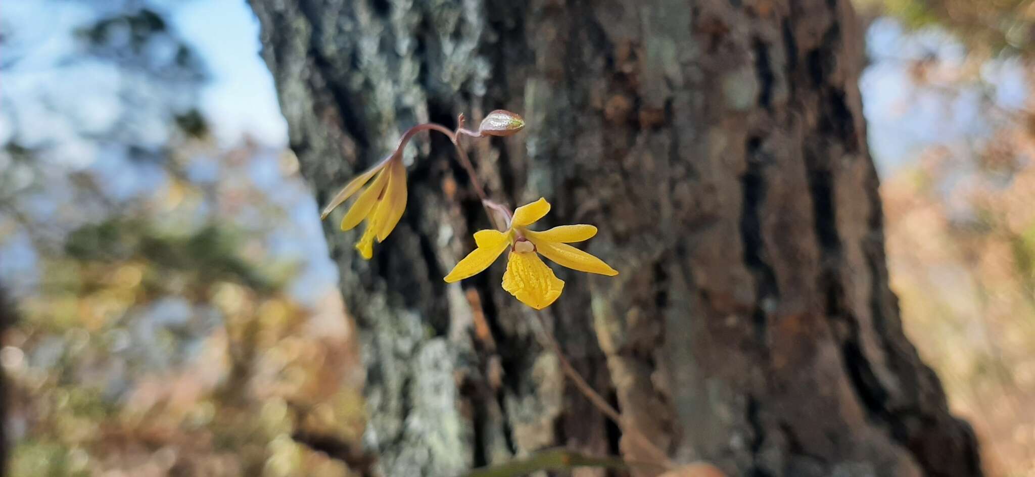 Image of Oestlundia ligulata (La Llave & Lex.) Soto Arenas