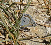 Image of <i>Plebejus fridayi</i>