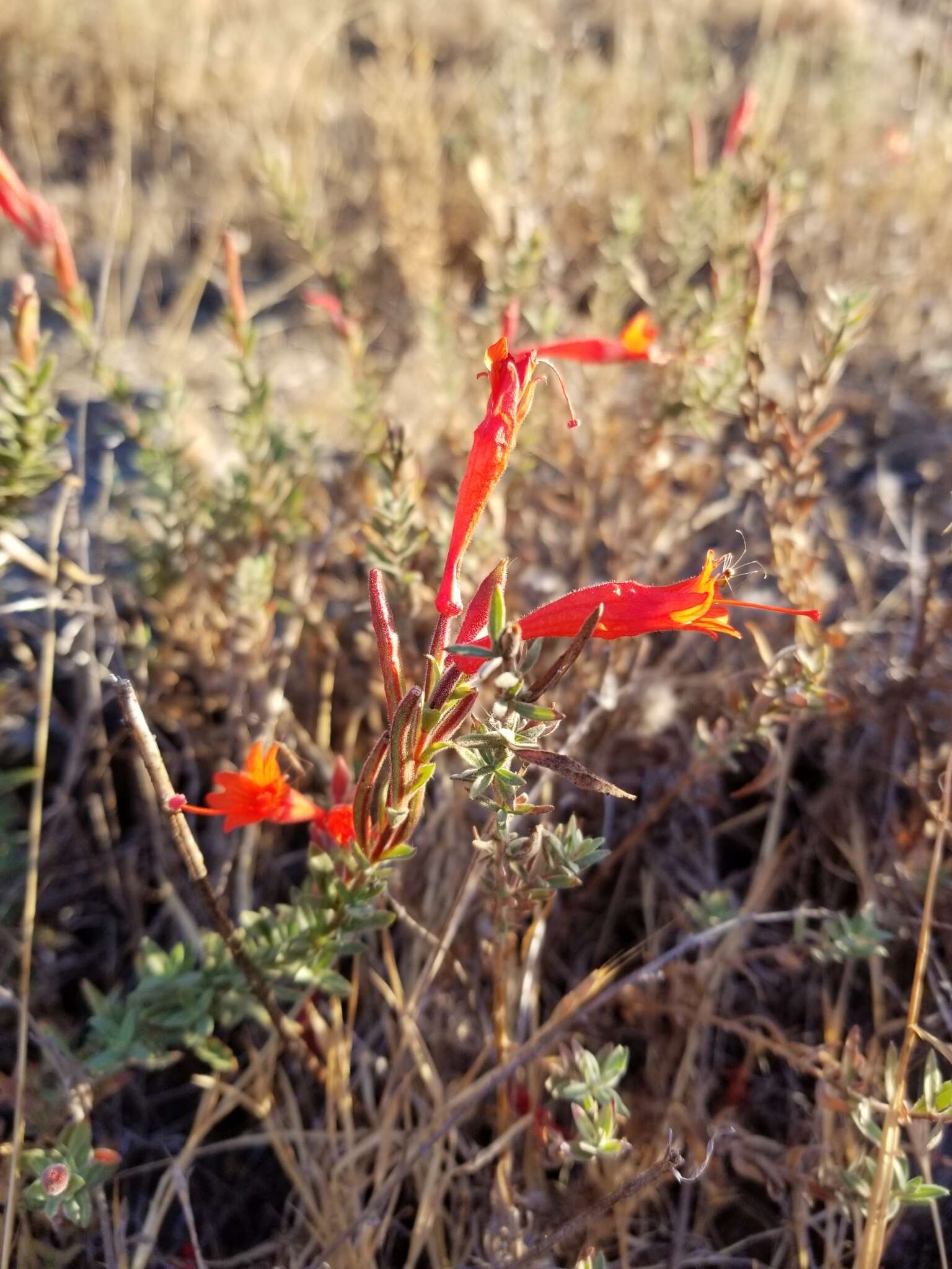 Epilobium canum subsp. canum的圖片