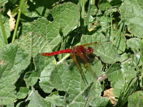 Image of Cardinal Meadowhawk