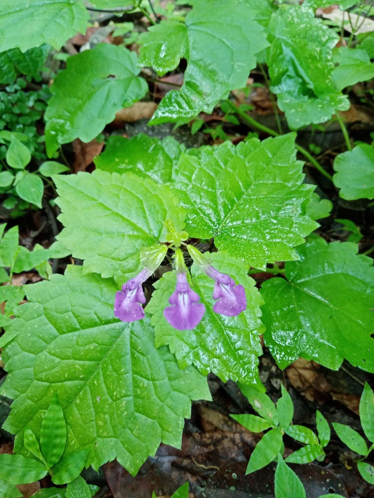 Sivun Salvia acerifolia B. L. Turner kuva