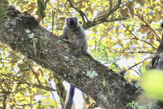 Image of Sanford's Brown Lemur