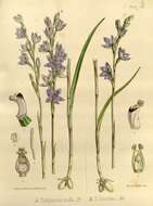 Image of Thelymitra ixioides Sw.