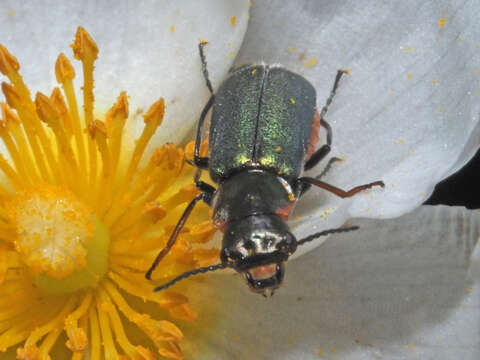 Image of Clanoptilus abdominalis