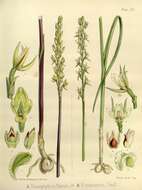 Image of Truncate leek orchid