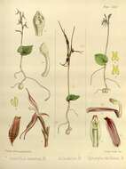 Sivun Cyrtostylis reniformis R. Br. kuva