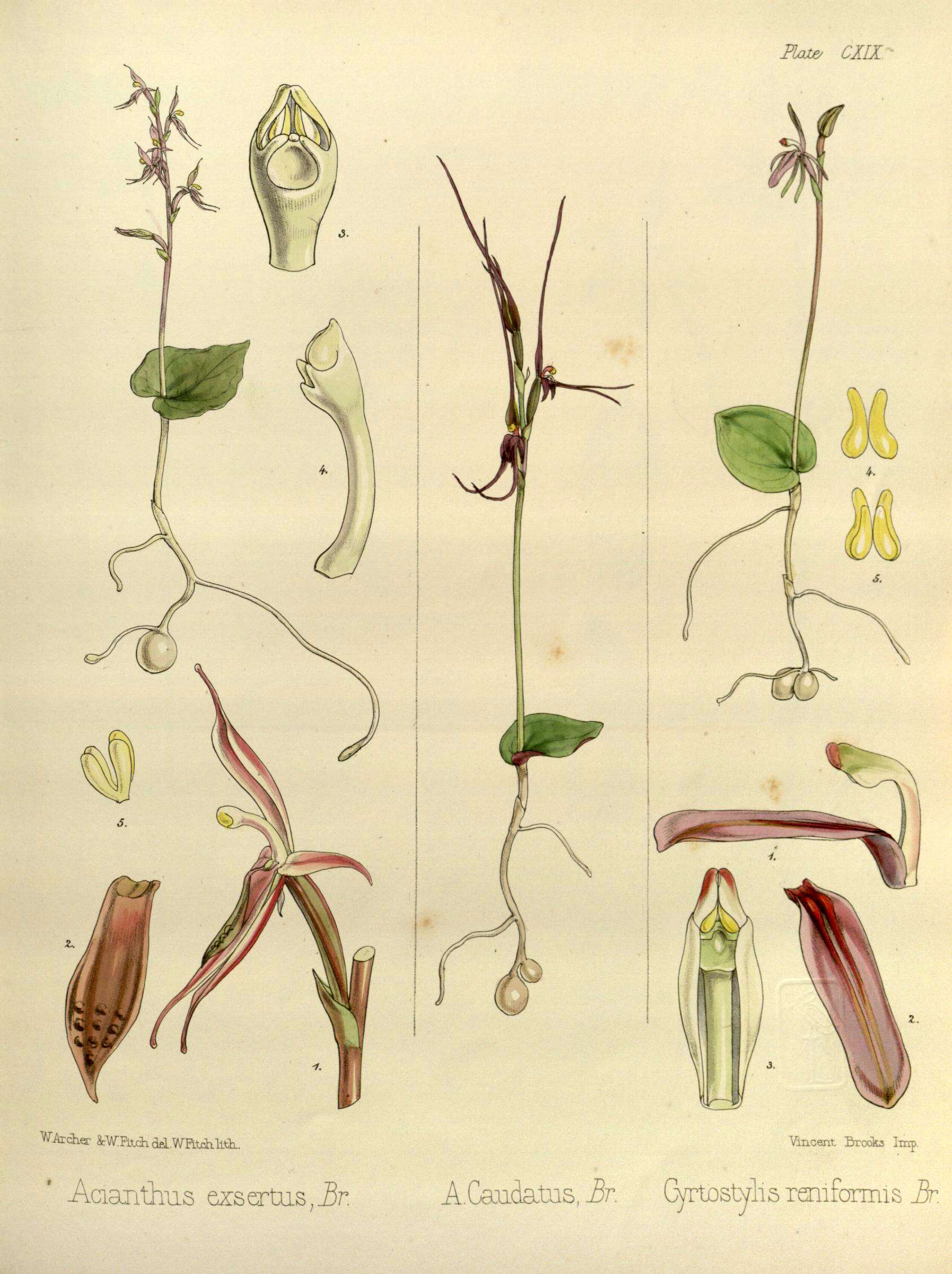 Sivun Cyrtostylis reniformis R. Br. kuva