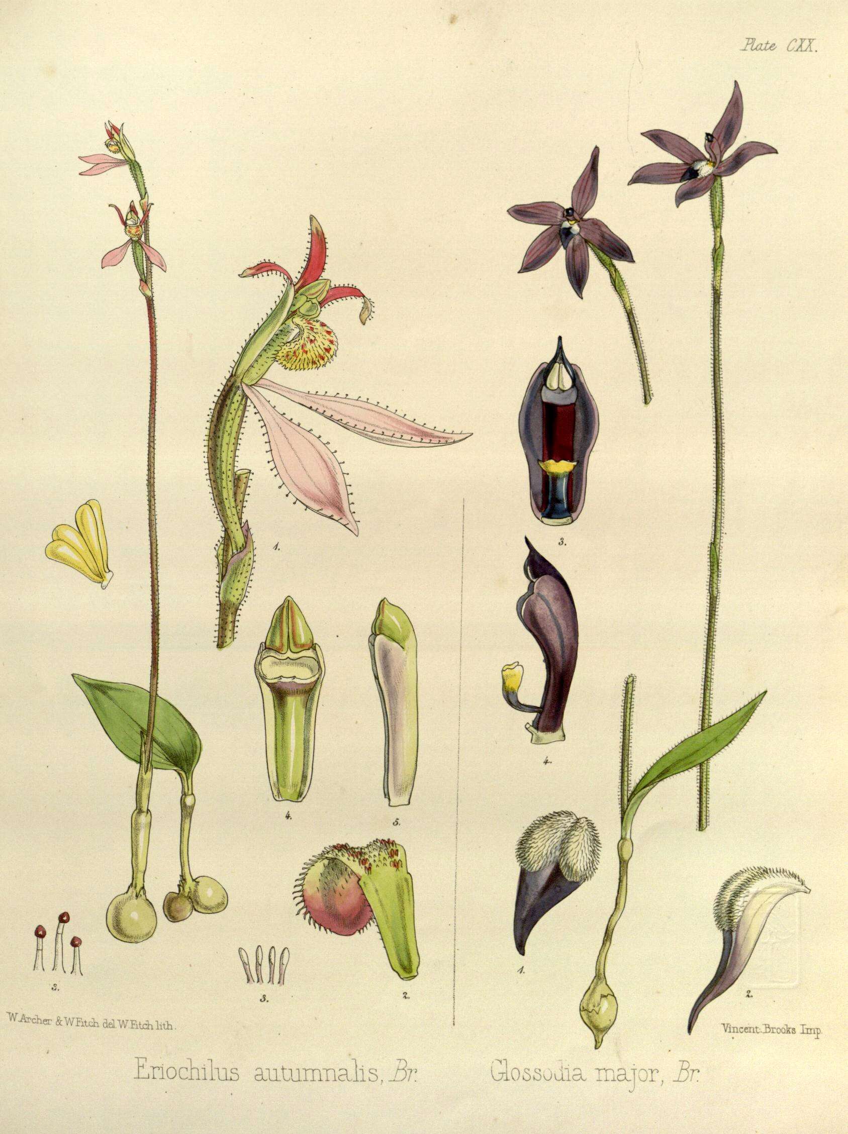 Image of Caladenia major (R. Br.) Rchb. fil.