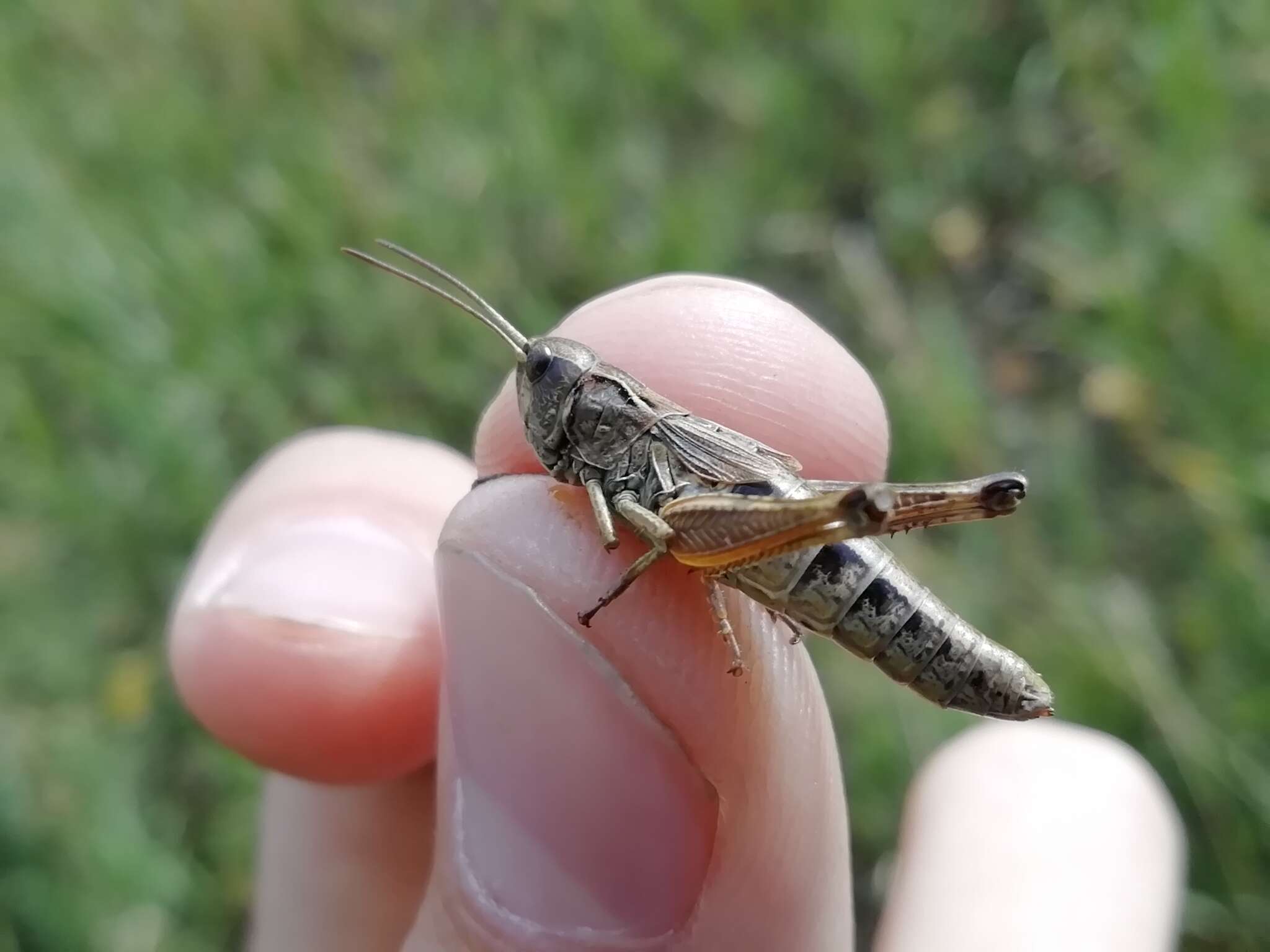 Image of Chorthippus fallax (Zubovski 1900)