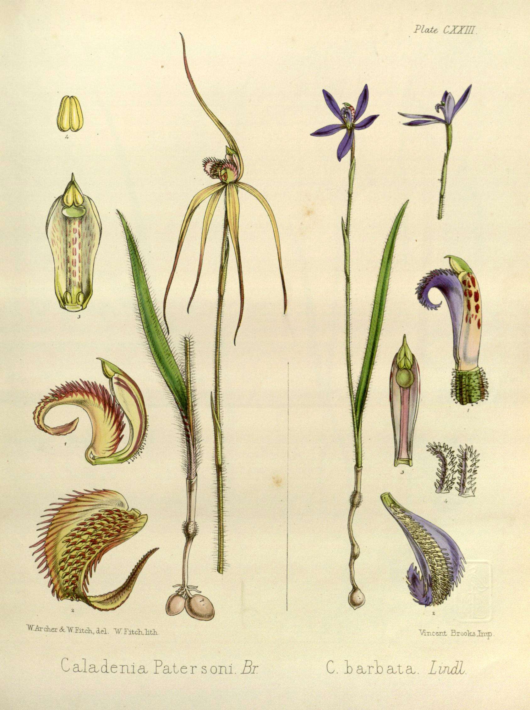 Image of Paterson's spider orchid
