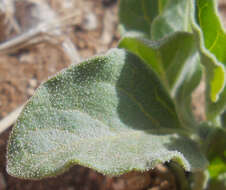 Image de Physalis cinerascens A. S. Hitchcock