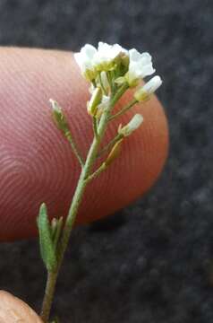 Image of shortpod draba