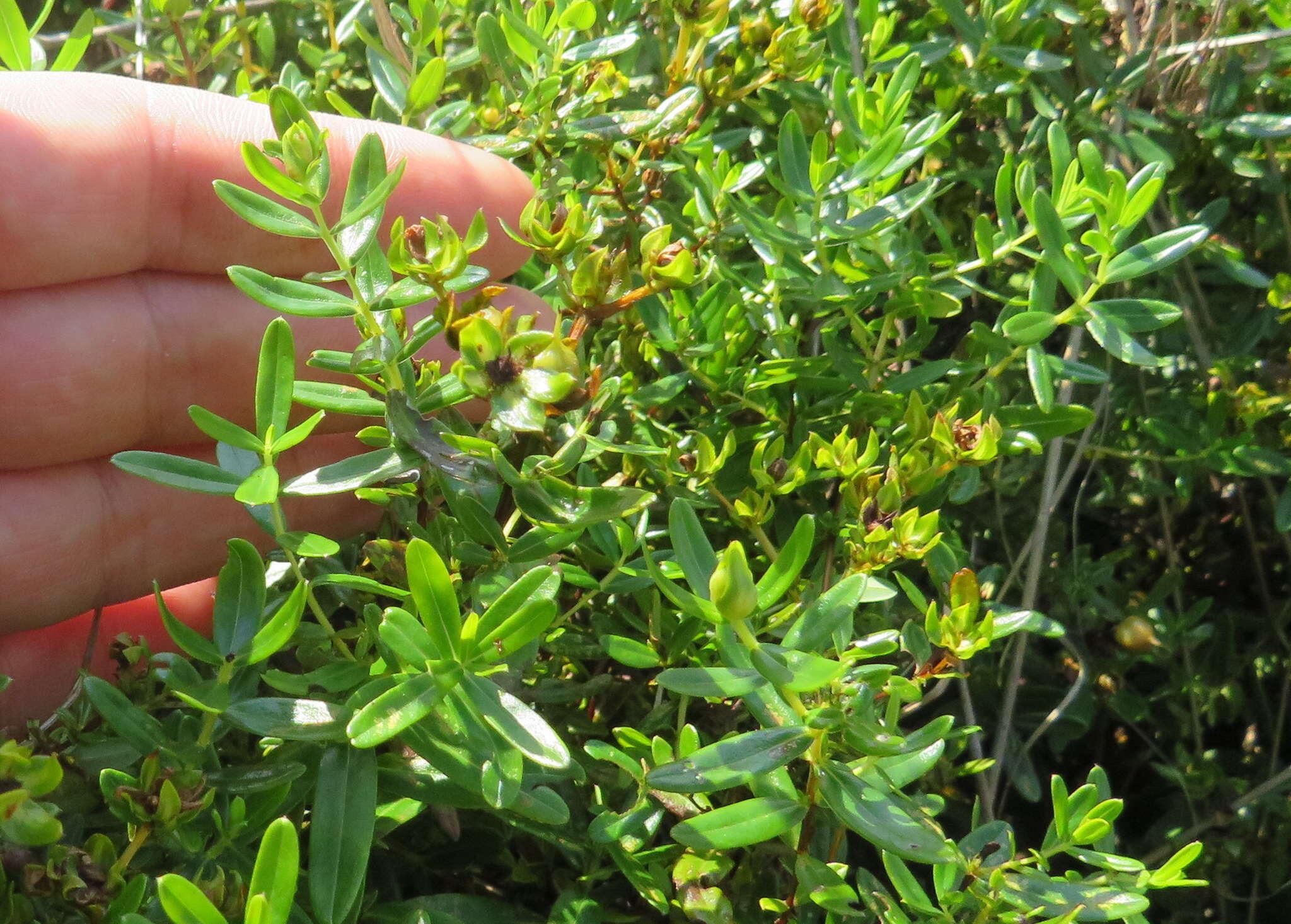 Image of straggling St. Johnswort