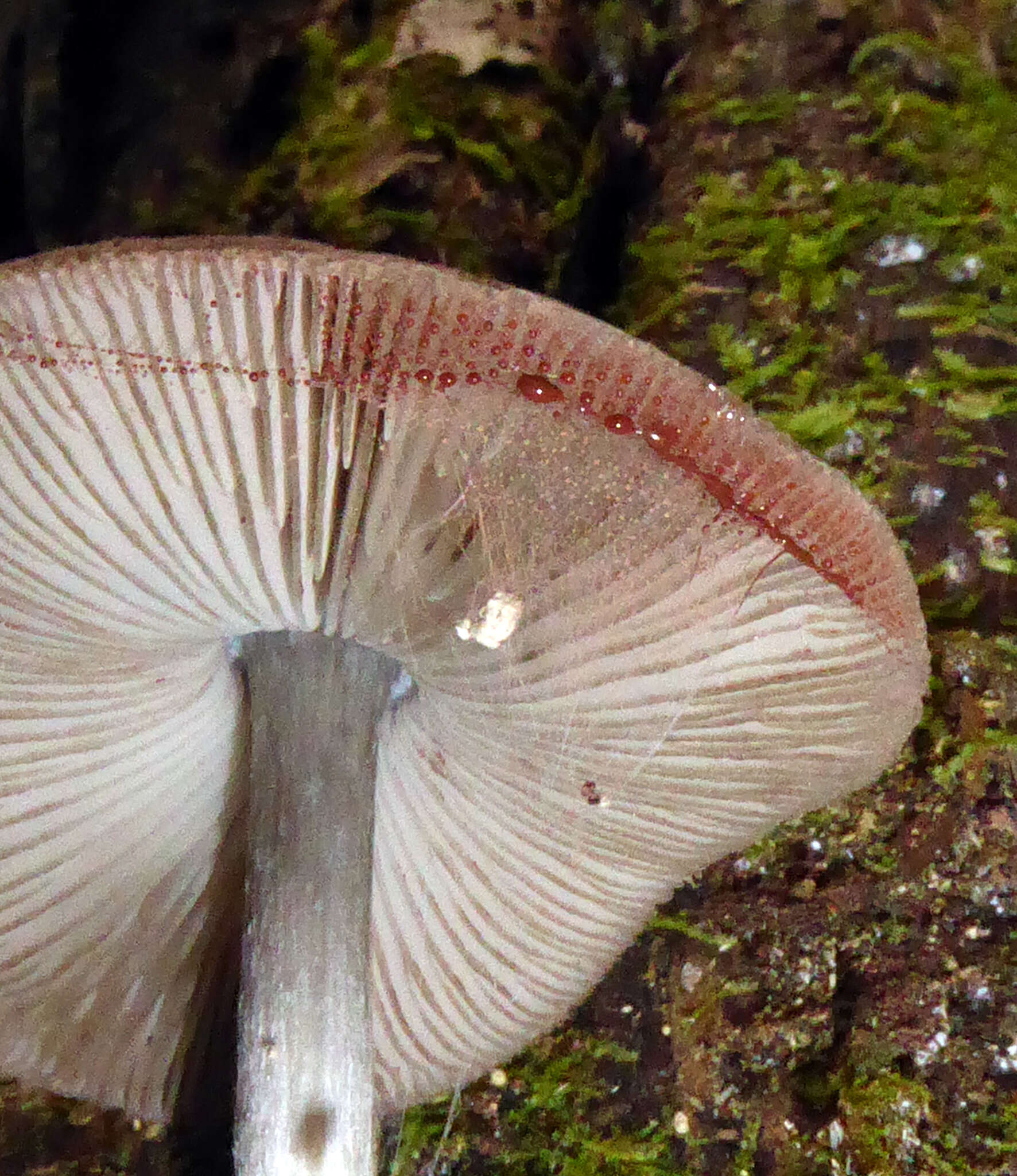 Image of Pluteus velutinornatus G. Stev. 1962