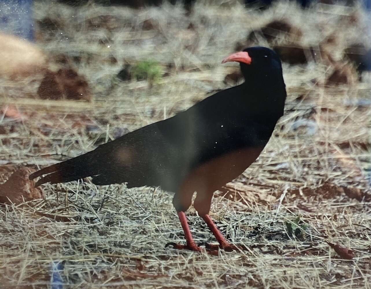 Image of Pyrrhocorax pyrrhocorax barbarus Vaurie 1954