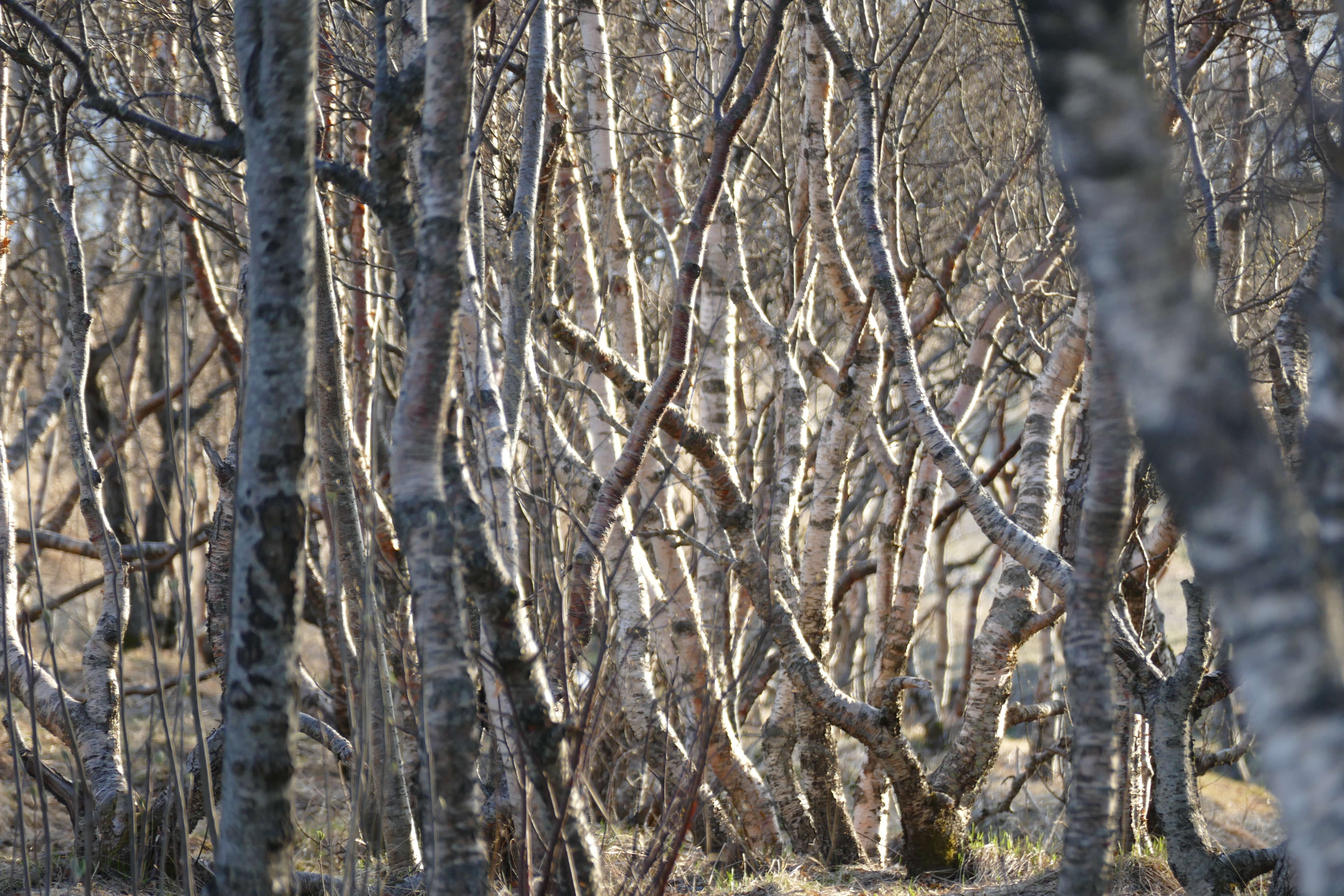 Image of Brown Birch