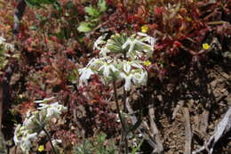 Image of Glandularia multiglandulosa (Moldenke) P. Peralta