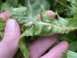 Image of Dandelion gall wasp