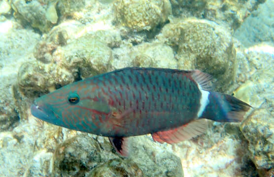 Image of Ringtail maori wrasse