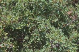 Image of Quercus pringlei Seemen ex Loes.