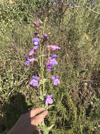 Слика од Penstemon spectabilis Thurb. ex Torr. & Gray