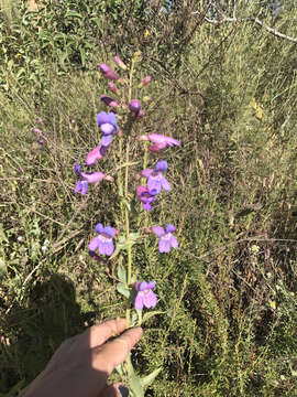 Image of Penstemon spectabilis Thurb. ex Torr. & Gray