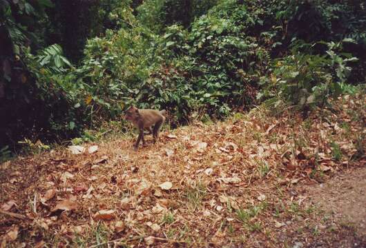 Image of Long-tailed Macaque