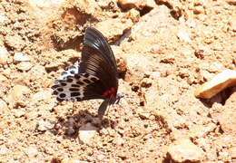 Image of Blue Mormon