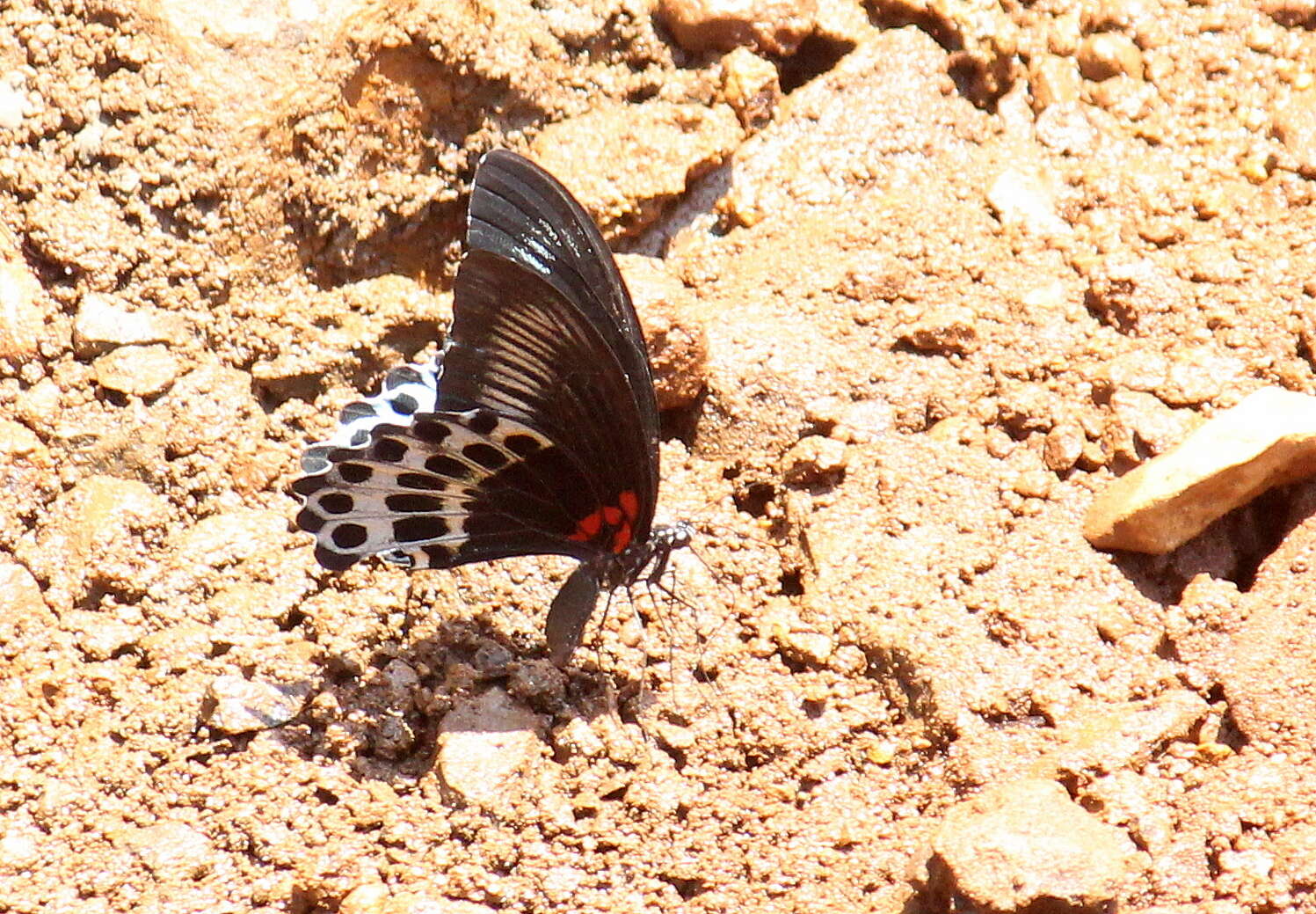 Image of Blue Mormon