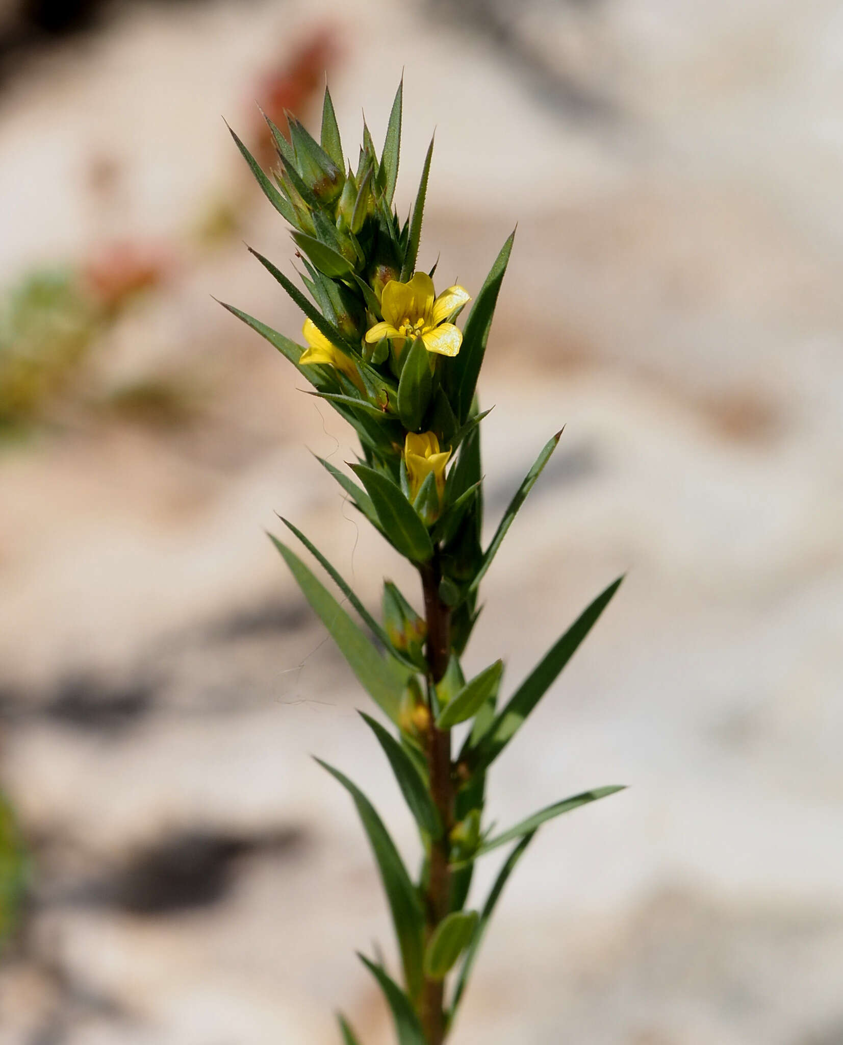 Слика од Linum strictum L.