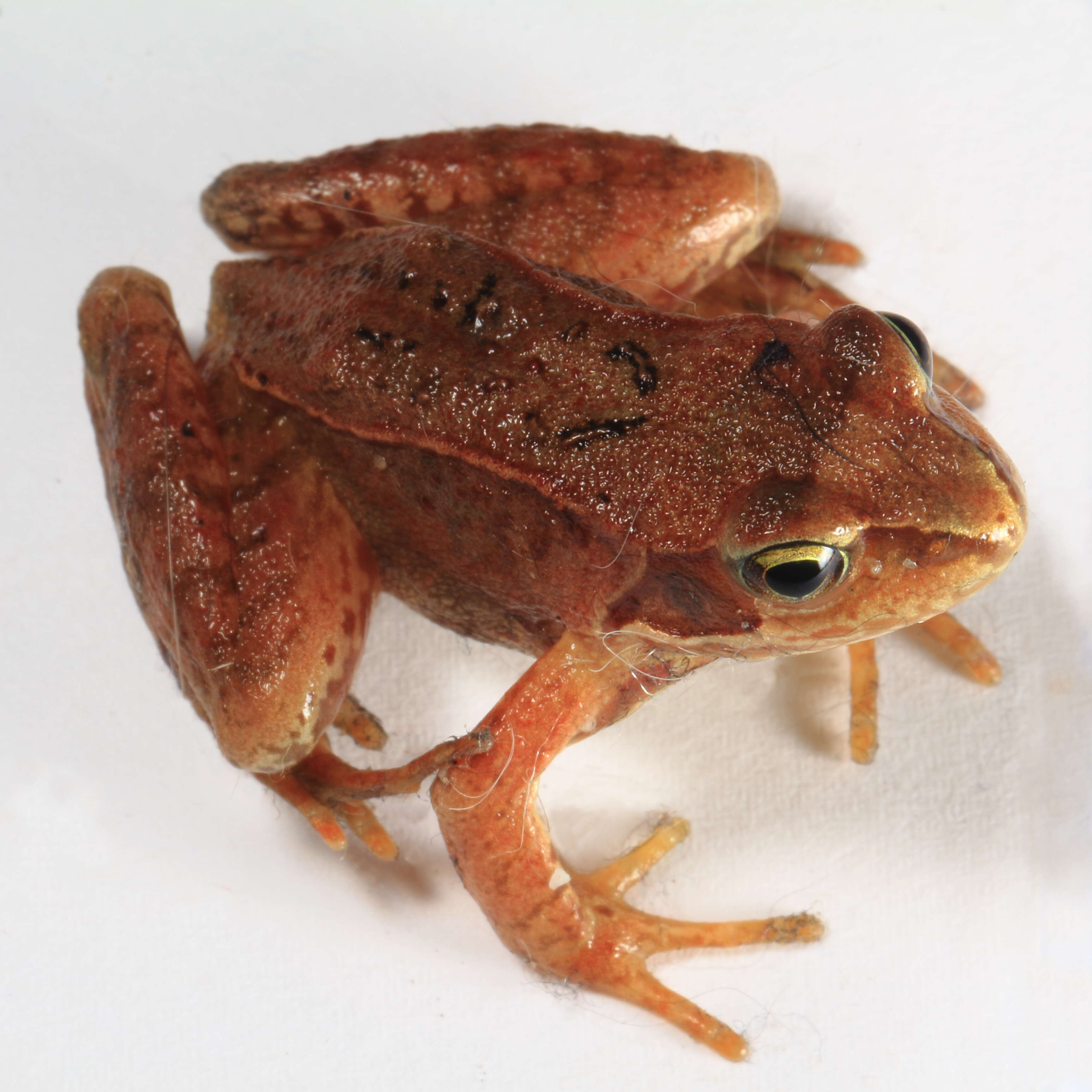 Image of Common frog