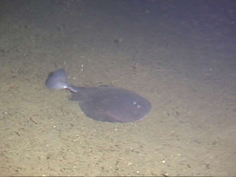 Image of Pacific electric ray