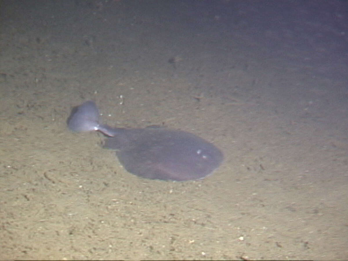 Image of Pacific electric ray