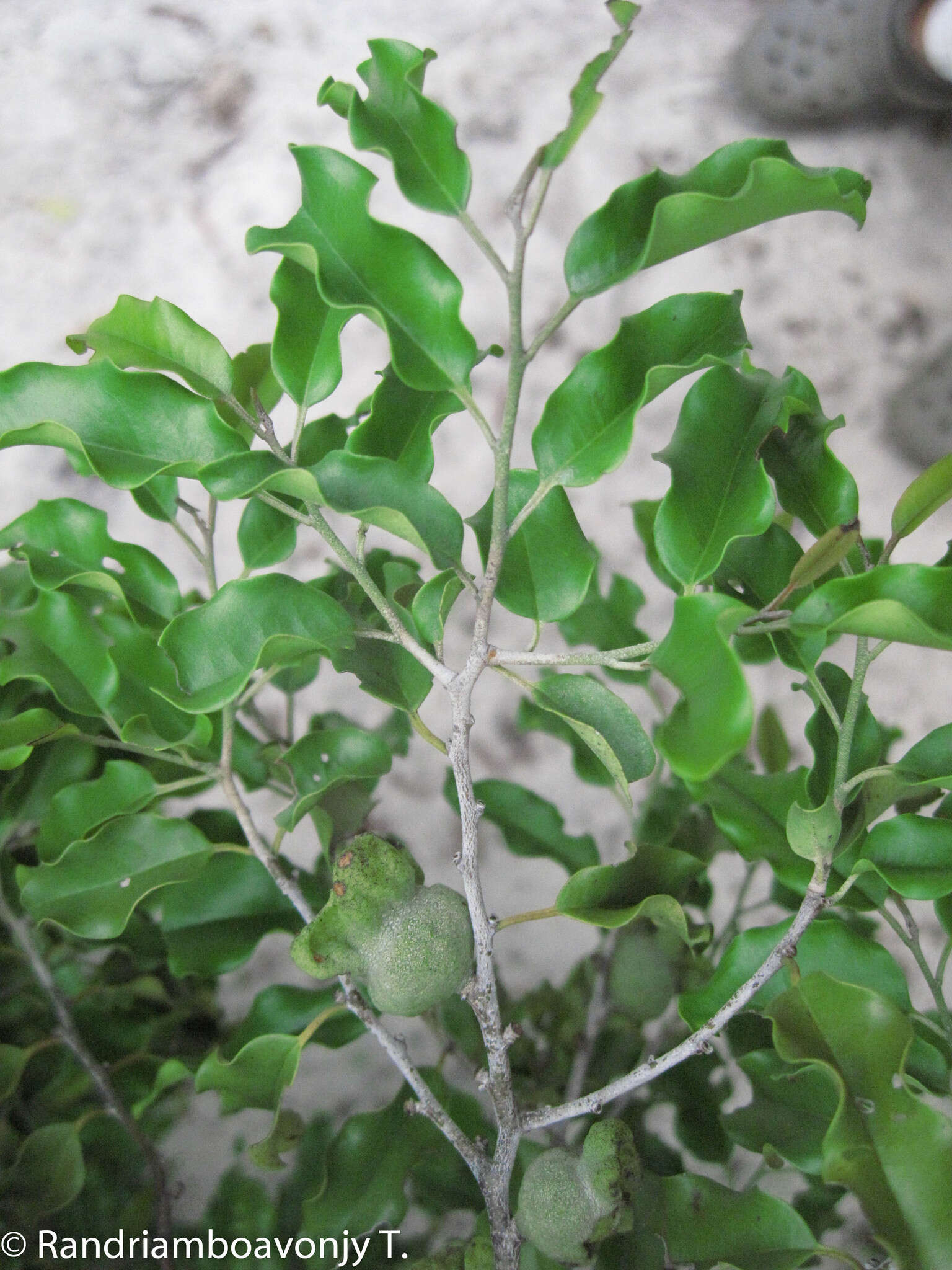Image of Diospyros occlusa H. Perrier