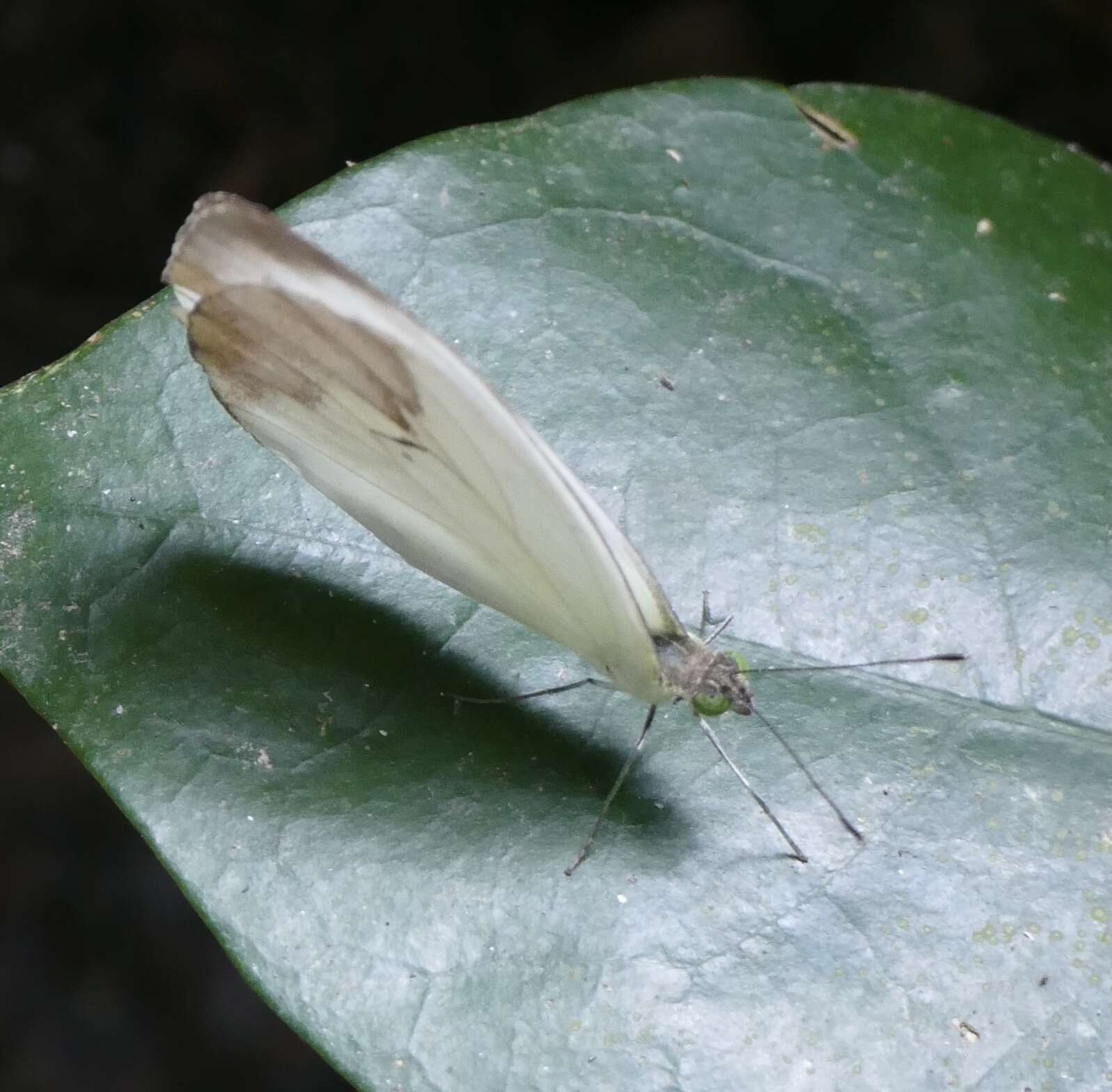 Image of Nepheronia pharis (Boisduval 1836)