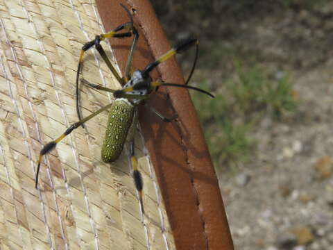 Imagem de Trichonephila clavipes (Linnaeus 1767)