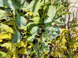 Image de Mertensia maritima subsp. maritima