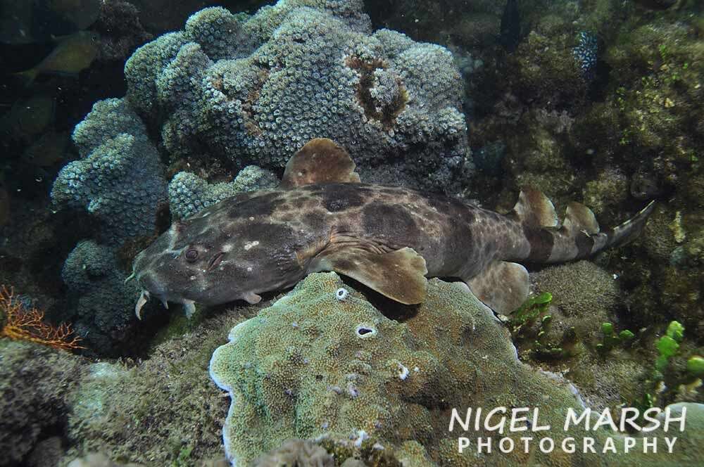 Image of Northern Wobbegong