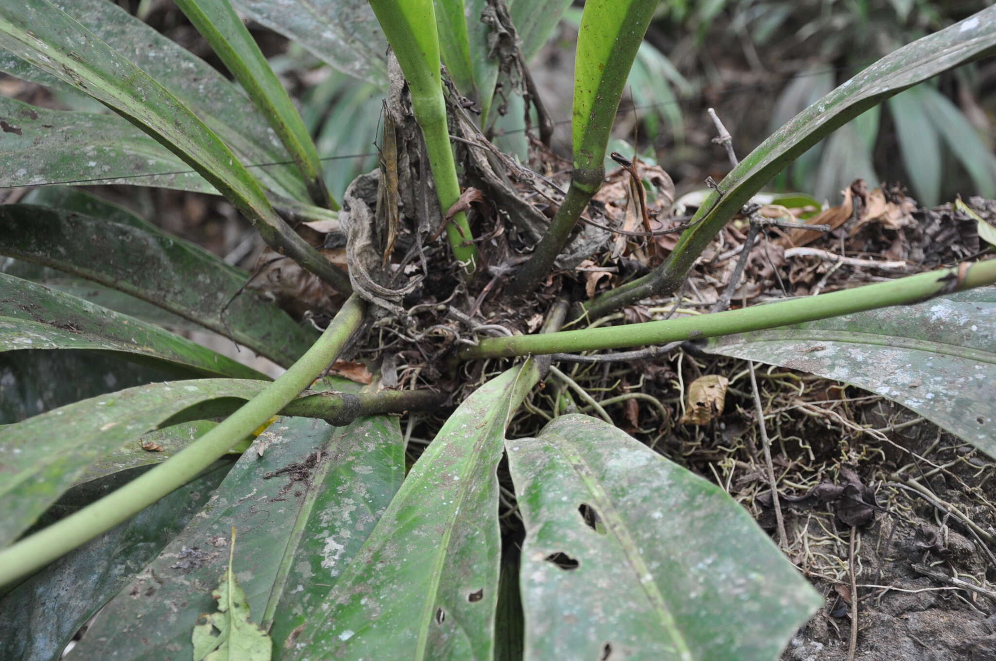 Image of Anthurium hacumense Engl.