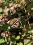 Image of Aricoris terias