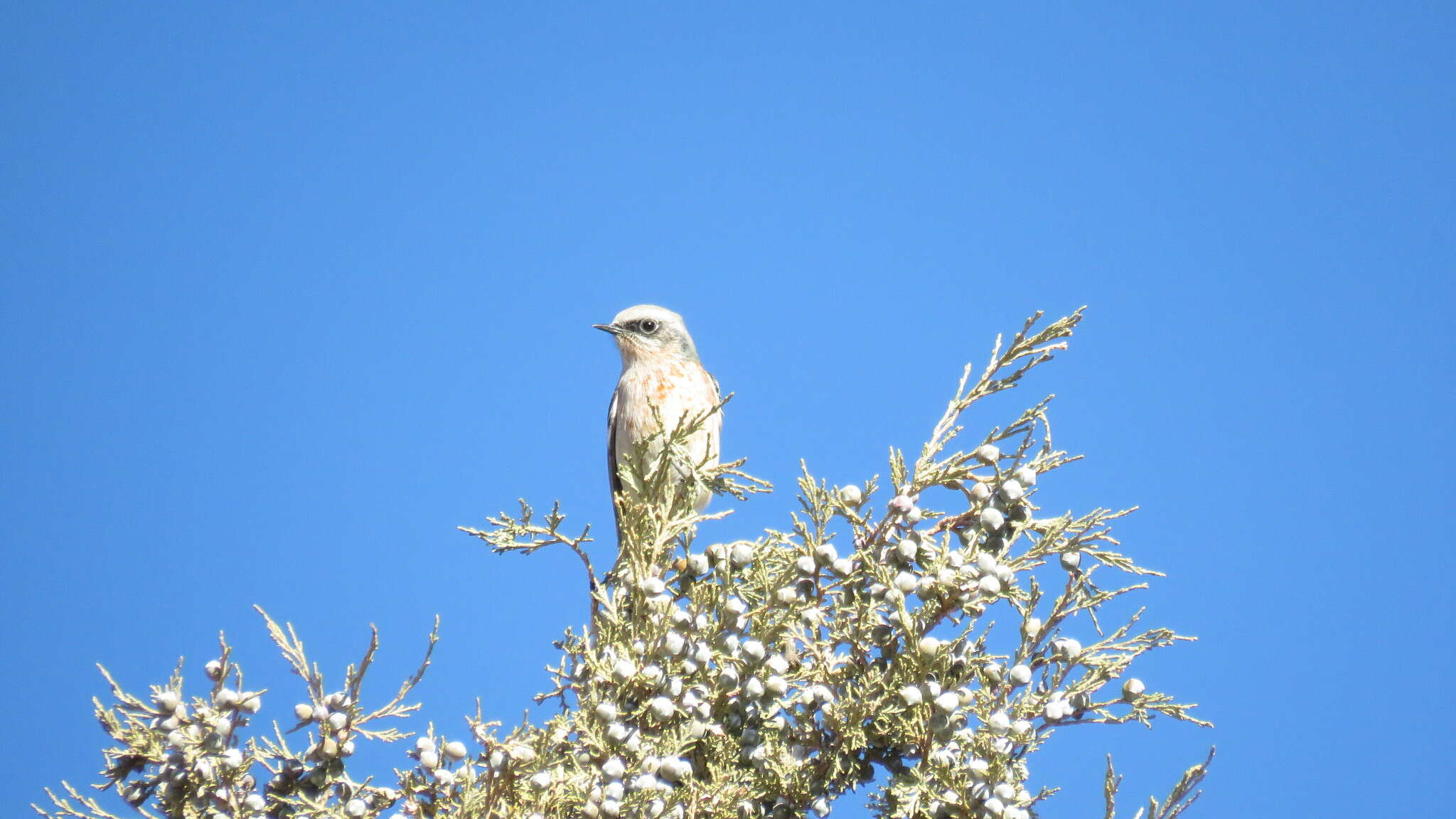 Image of Eversmann's Redstart