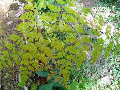 Image de Davallia chaerophylloides (Poir.) Steud.