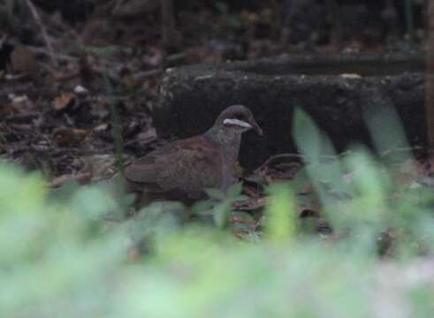 Image of Key West Quail-Dove