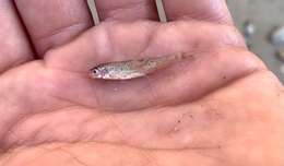 Image of Speckled Chub