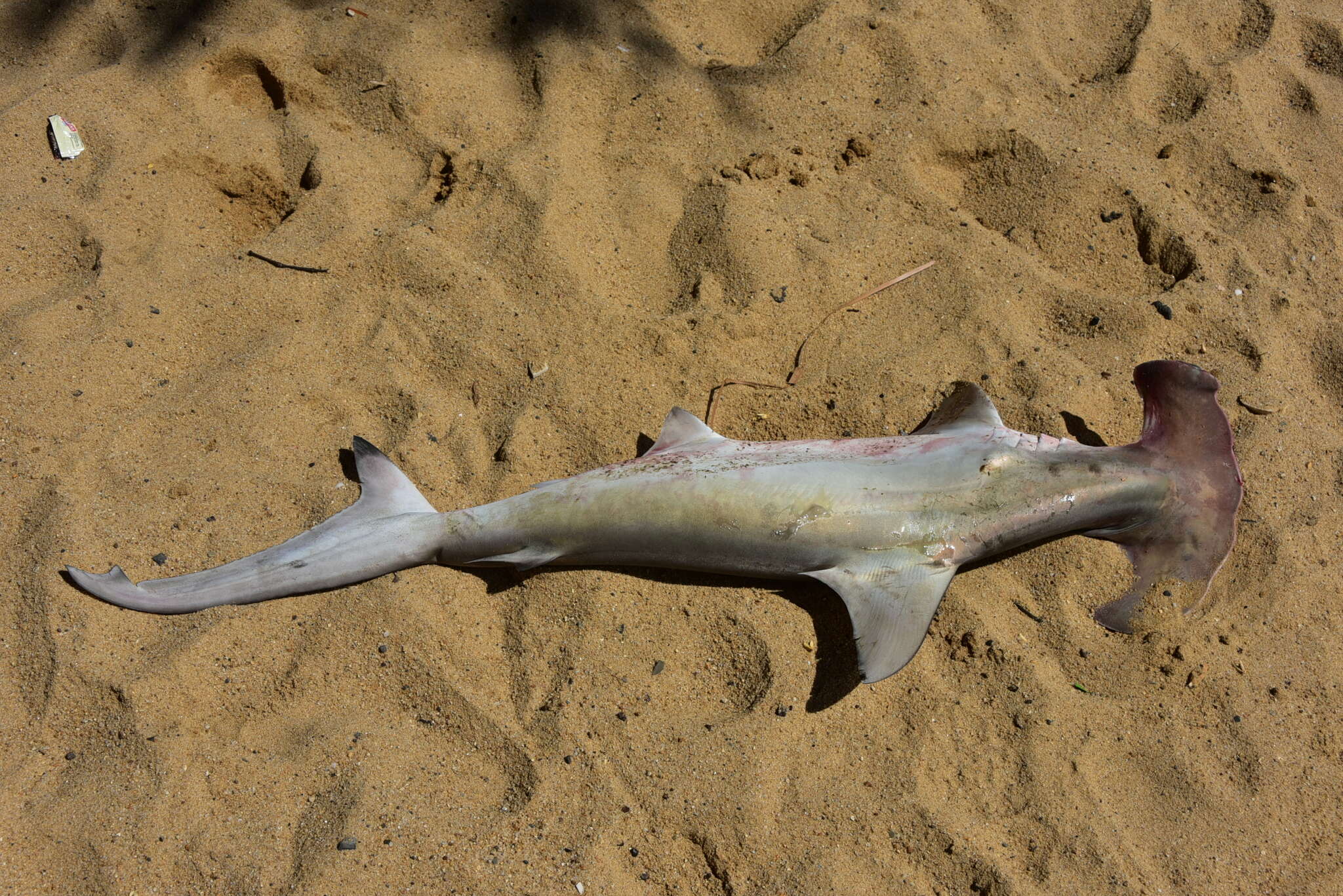 Image of hammerhead sharks