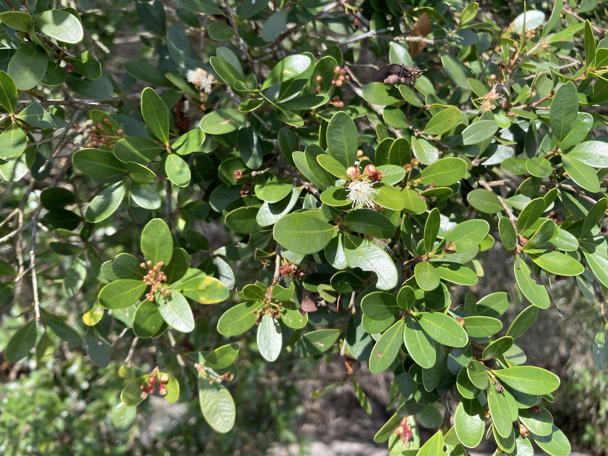 Image of Syzygium buxifolium Hook. & Arn.