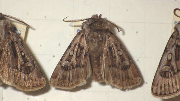 Image of Agrotis fatidica Hübner 1824