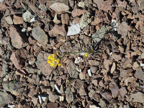 Image of Cascade wallflower