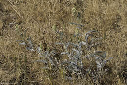 Image of San Joaquin milkvetch