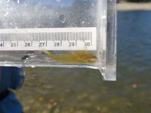 Image of Sharpnose sculpin